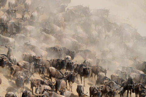 Fotoreisen Kenia Gnus Gehen Sie Mit Benny Rebel Auf Eine Fantastische