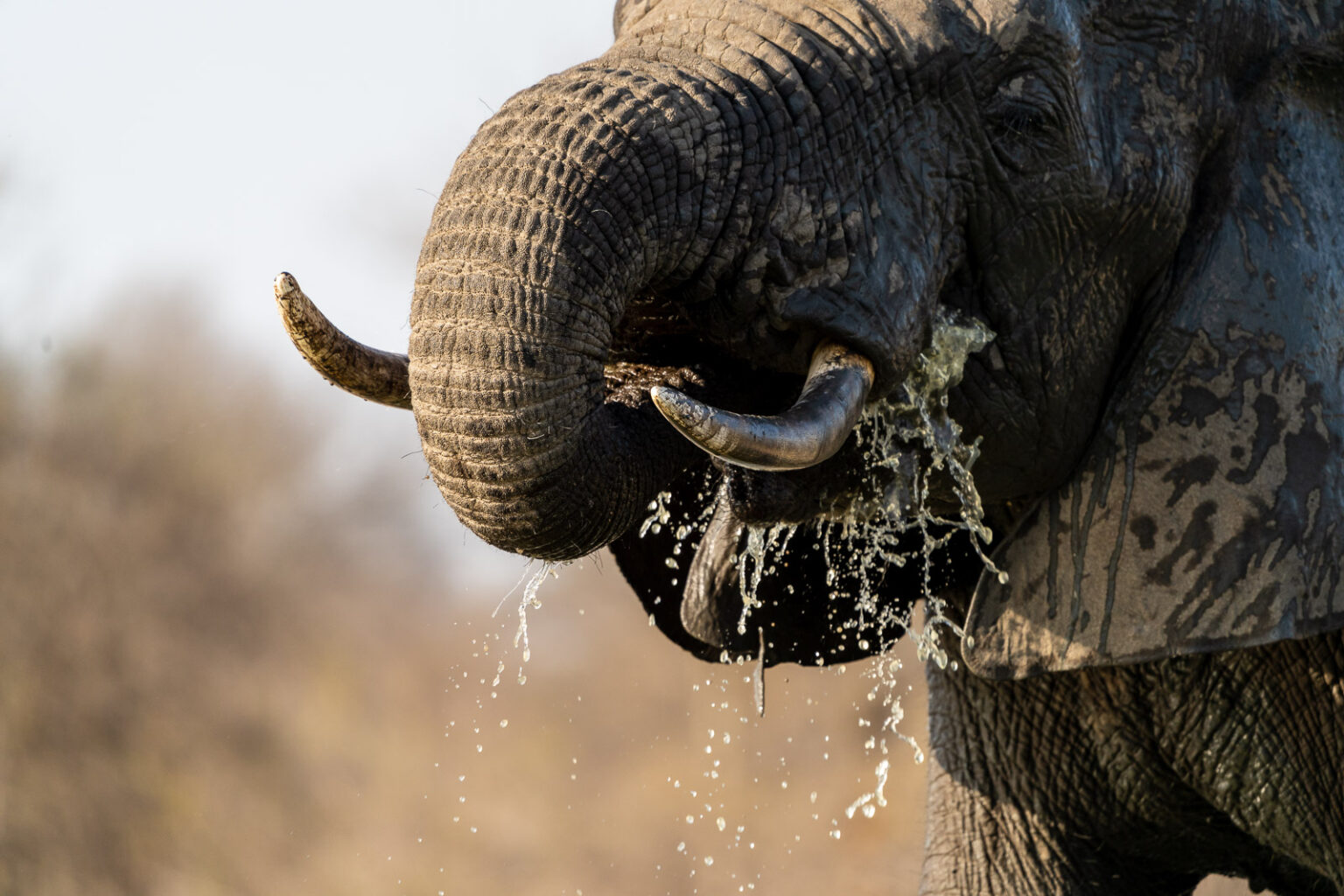 Fotosafari Elefant Fotoworkshop 11 Gehen Sie Mit Benny Rebel Auf Eine