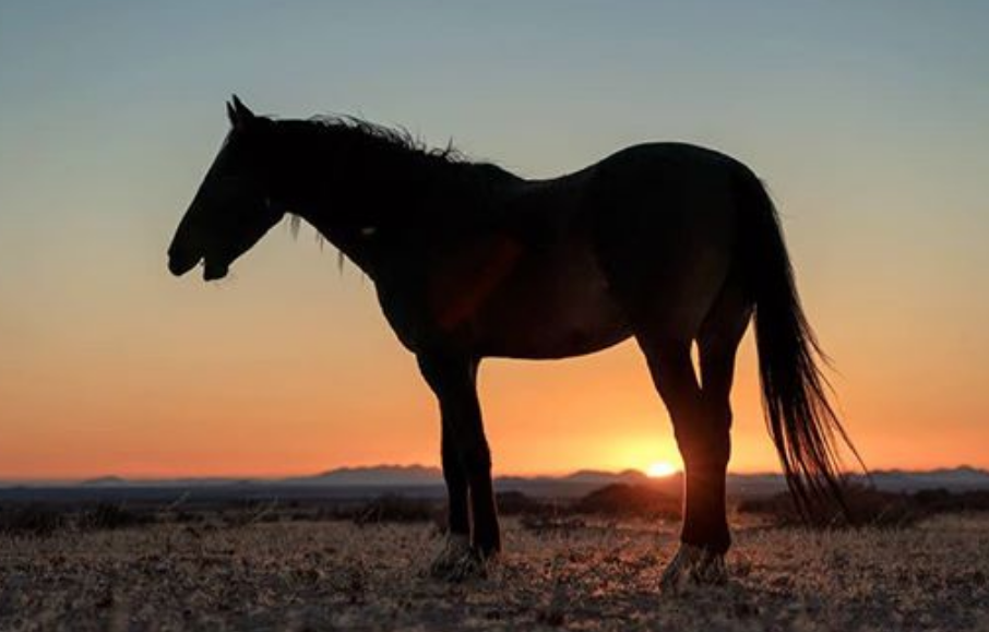 Sonnenuntergang fotografieren: Wildpferde der Namib-Wüste