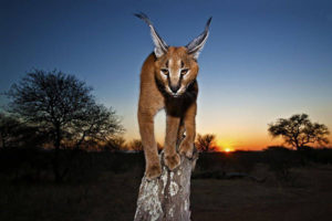 Karakal beim Sonnenuntergang auf einem Baum fotografiert auf einer Fotoreise mit Benny Rebel Fotosafaris