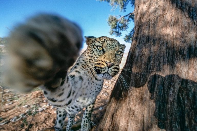 Attacking Leopard