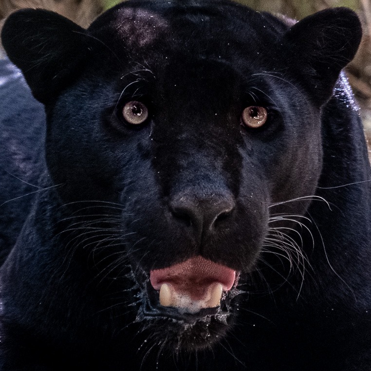 Schwarzer Panther Fotoreise Brasilien Pantanal Benny Rebel Fotosafaris Gmbh