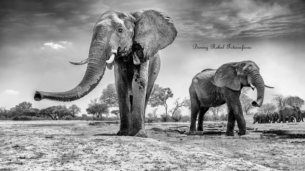 Elefanten Fotoreise Afrika