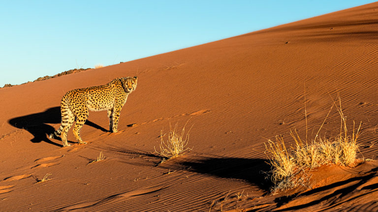 Namibia-duene-Gepard_Fotoreise-3149