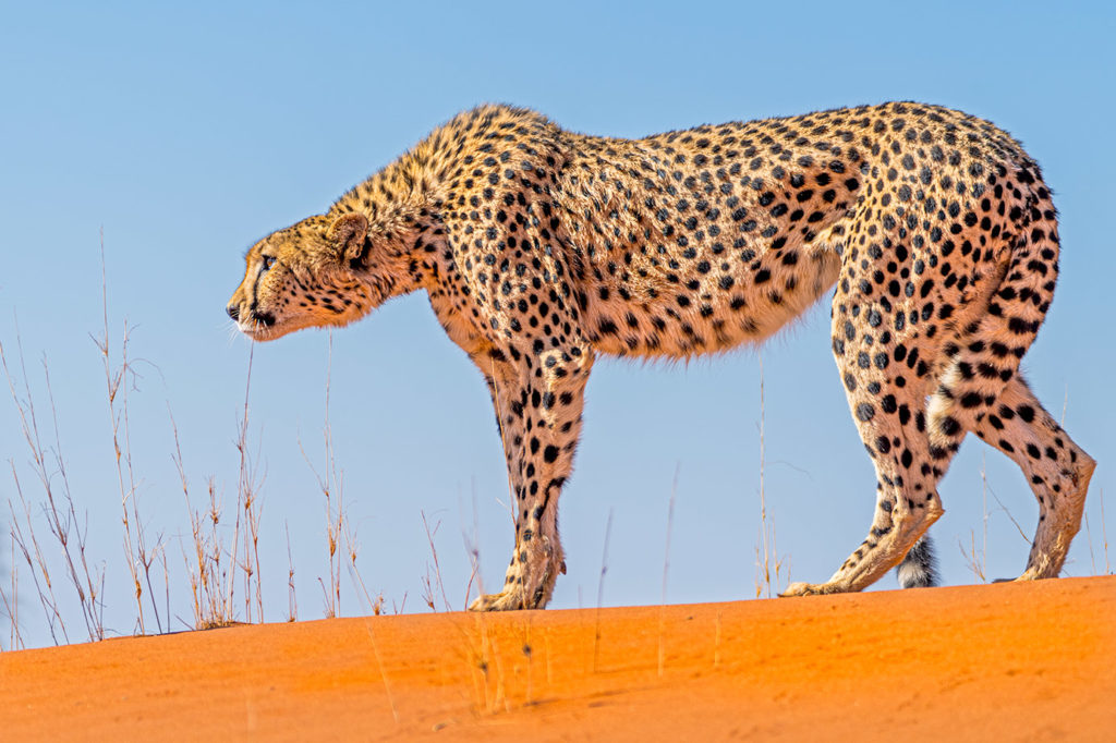 Gepard fotografiert auf den roten Sanddünen in Namibia auf einer Fotoreise mit Benny Rebel Fotosafaris GmbH