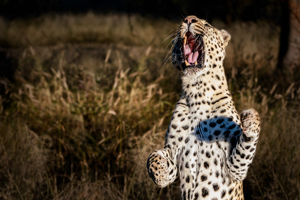 Leopard springt in die Luft auf einer Fotoreise mit Benny Rebel Fotosaris