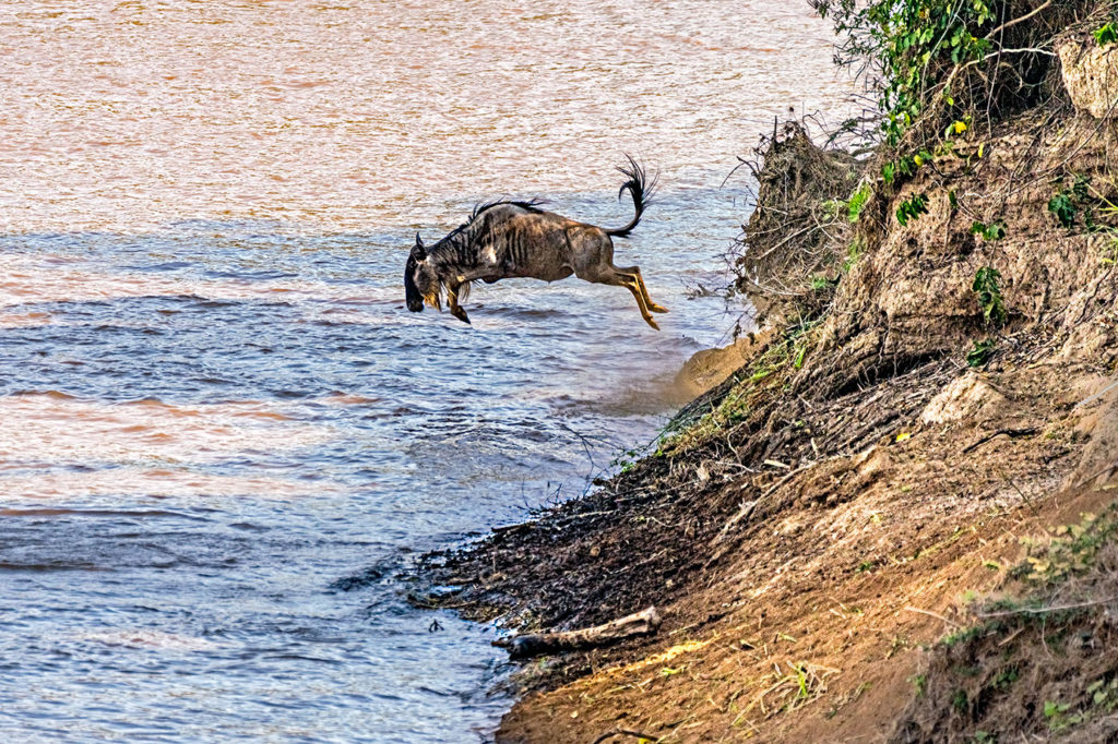 Gnu springt in den Marafluss - fotografiert auf einer Fotoreise durch Kenia mit Benny Rebel Fotosafaris GmbH