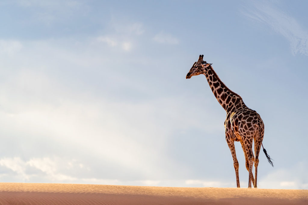 Das Bild zeigt eine Giraffe, die in der Kalahariwüste auf einer Fotoreise von Benny Rebel fotografiert wurde