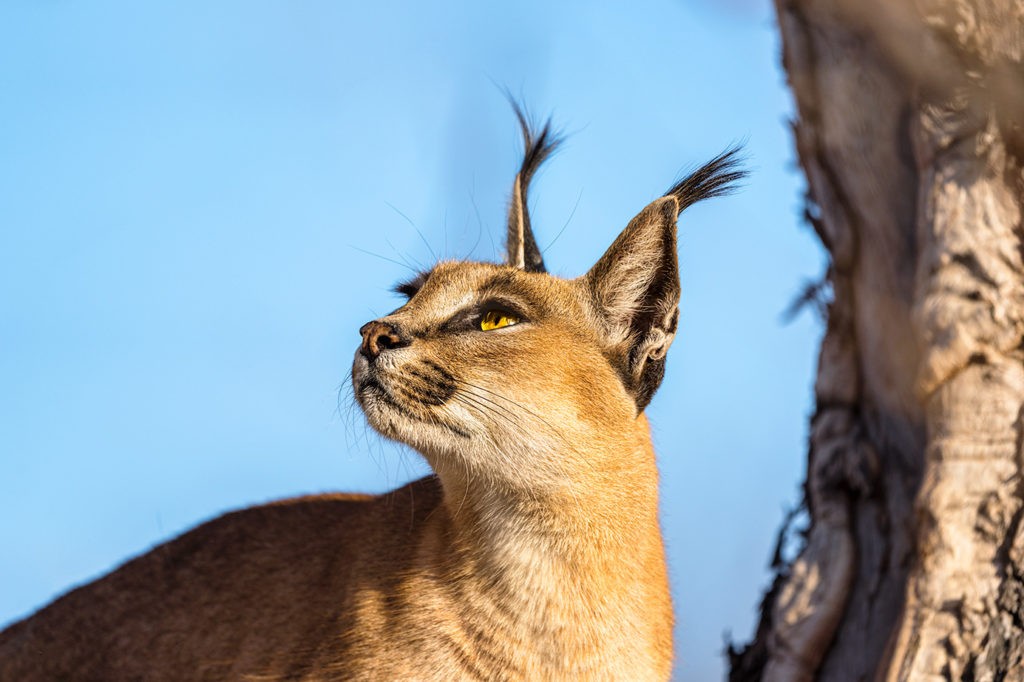 Wüstenluchs auf einem Baum fotografiert von Benny Rebel auf einer Fotoreise in Südafrika