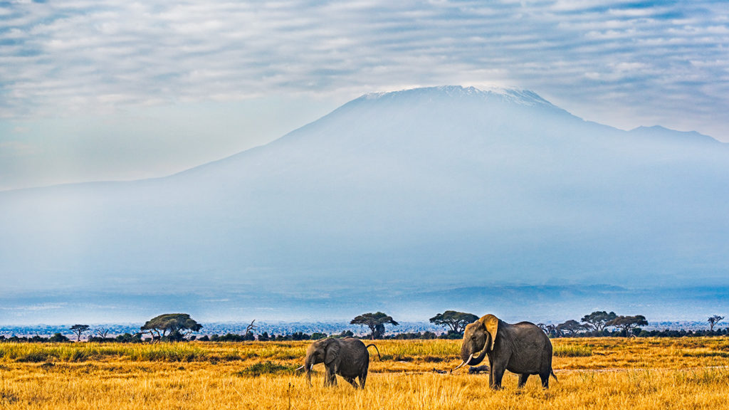 Elefanten vor dem Kilimanjaro fotografiert auf einer Fotoreise durch Kenia von Benny Rebel