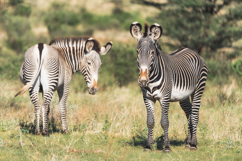 Grevyzebras fotografiert im Samburu Nationalpark auf einer Fotoreise im Norden Kenias