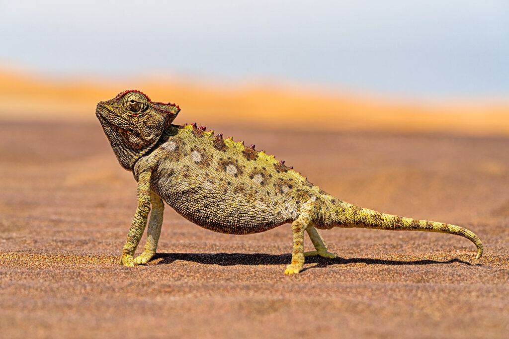 Namaqua-Chamäleon fotografiert auf einer Fotoreise in Namibia - Benny Rebel Fotosafaris GmbH