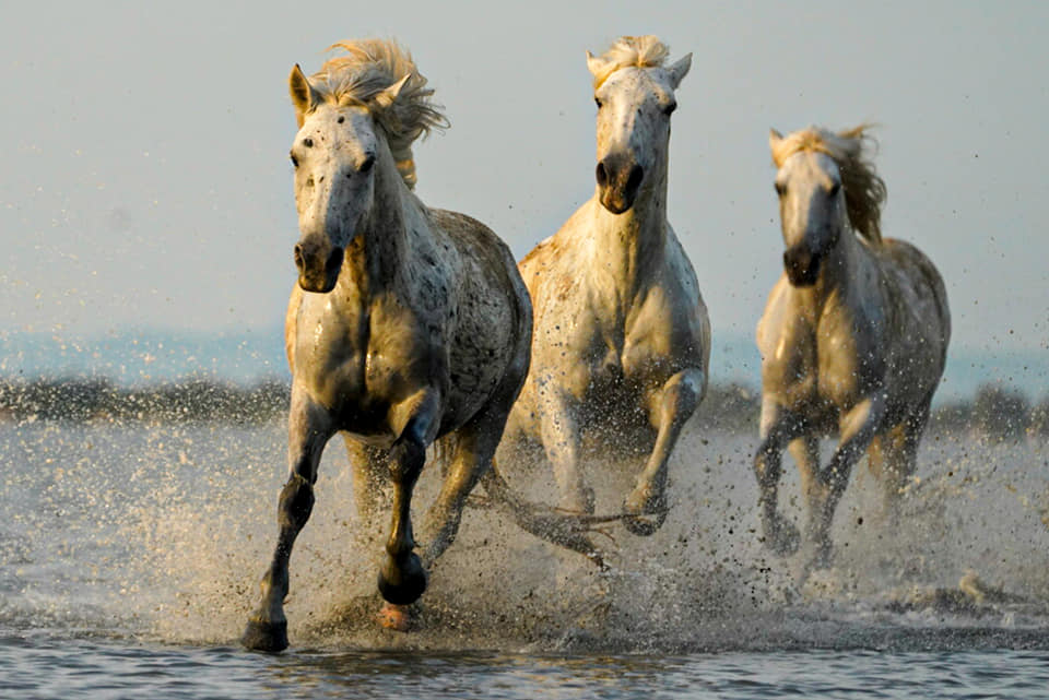 Camargue-Pferde Benny Rebel Fotoreise Frankreich