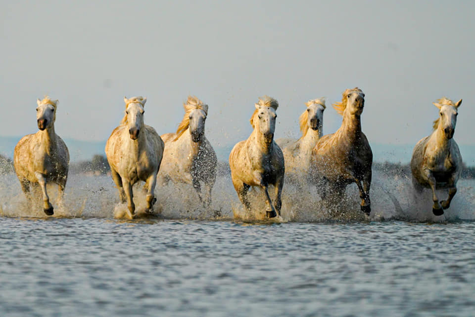 Camargue-Pferde Benny Rebel Fotoreise Frankreich