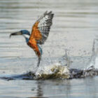 Unsere Action-Fotoworkshops mit verschiedenen Vogelarten