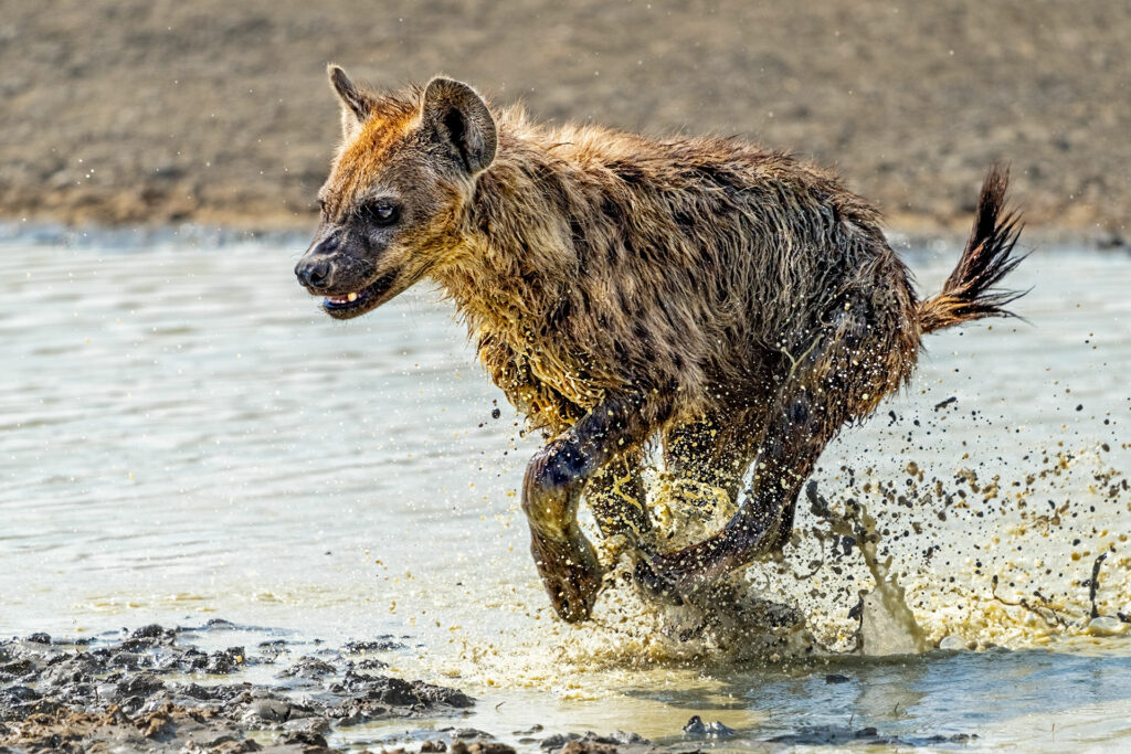 Hyäne rennt im Ngorongoro Krater. Fotografiert auf einer Fotosafari von Benny Rebel