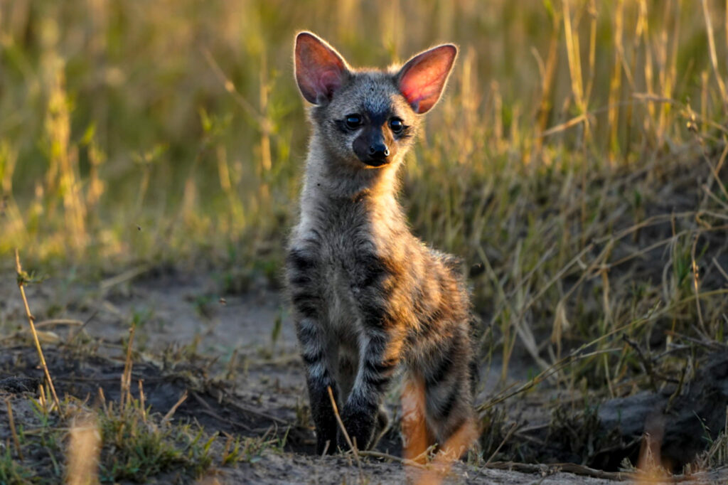 Diese Sichtung war für mich einmalig, weil ich noch niemals Erdwölfe in der Wildnis gesehen hatte. Fotoworkshop in Botswana.