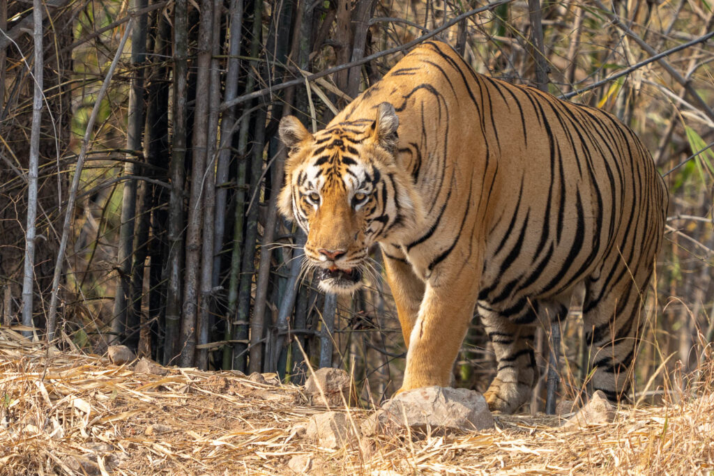 Heute morgen haben wir sowohl einen mächtigen Tiger, als auch eine Wildhund-Familie gesehen und fotografiert.