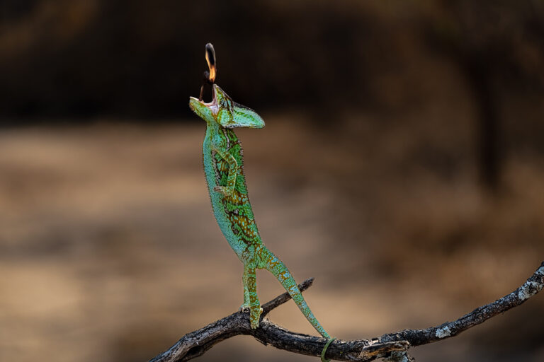 Madagaskar_Fotoreise_Fotosafari_212