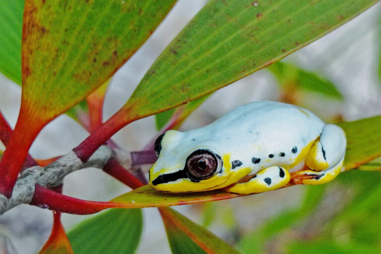 Madagaskar_Fotoreise_Fotosafari_213