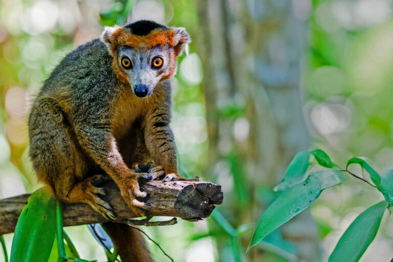 Madagaskar_Fotoreise_Fotosafari_215