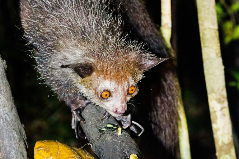 Madagaskar_Fotoreise_Fotosafari_227