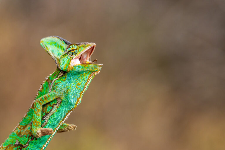 Madagaskar_Fotoreise_Fotosafari_229