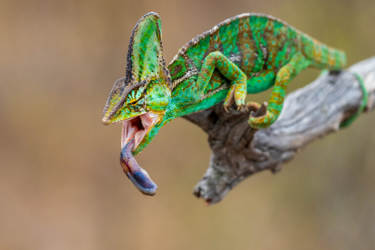 Madagaskar_Fotoreise_Fotosafari_230