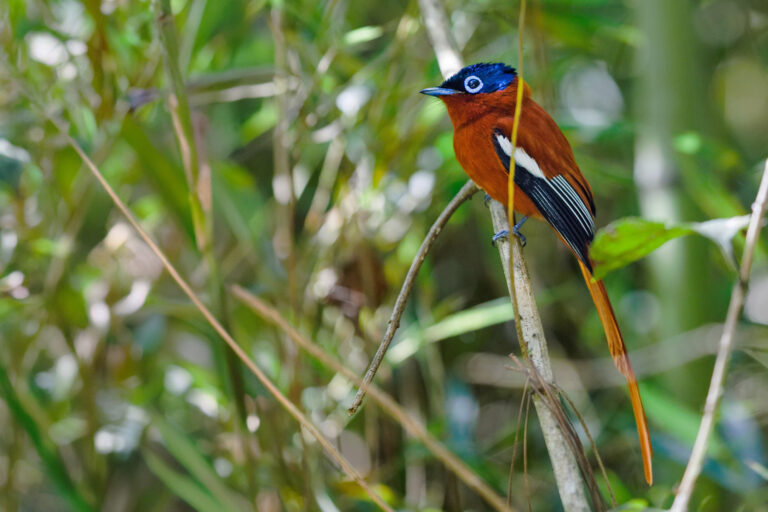 Madagaskar_Fotoreise_Fotosafari_233