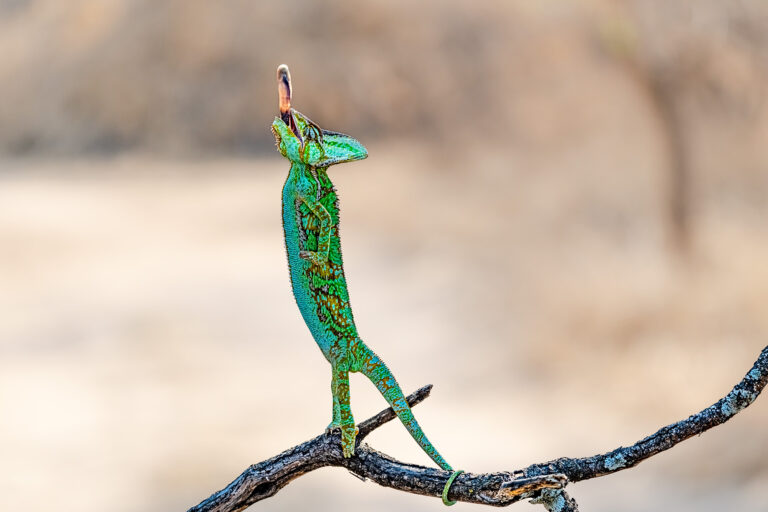 Madagaskar_Fotoreise_Fotosafari_236