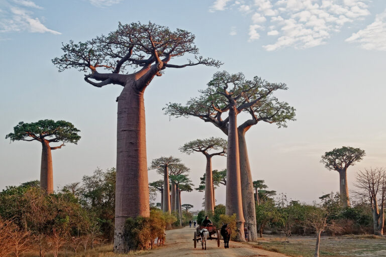 Madagaskar_Fotoreise_Fotosafari_244