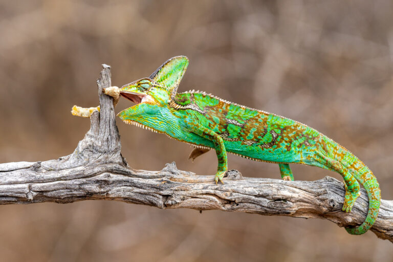 Madagaskar_Fotoreise_Fotosafari_246