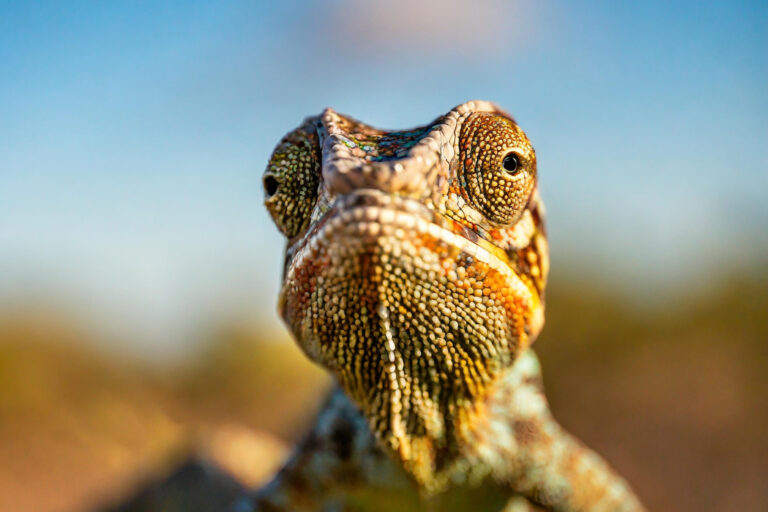 Madagaskar_Fotoreise_Fotosafari_247