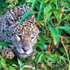 Unsere erste Jaguar-Sichtung in der ersten Stunde im Jaguar-Land