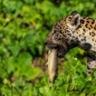 Ein Jaguar tötet einen jungen Kaiman