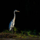 Vogelfotografie im Pantanal