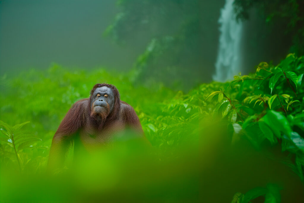 Borneo_Fotosafari_Malaysia_Fotoreise_002