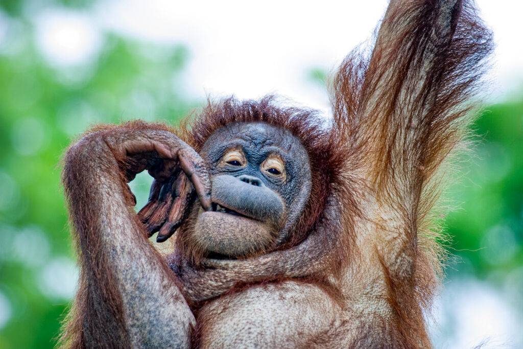 Borneo_Fotosafari_Malaysia_Fotoreise_004