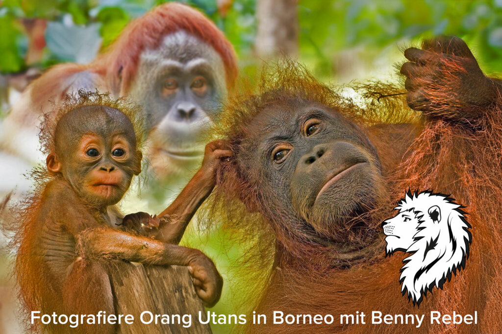 Borneo_Fotosafari_Malaysia_Fotoreise_009