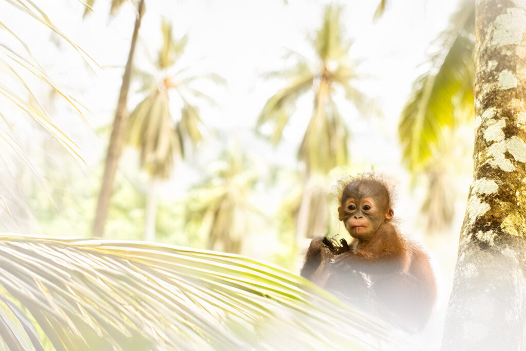 Borneo_Fotosafari_Malaysia_Fotoreise_013