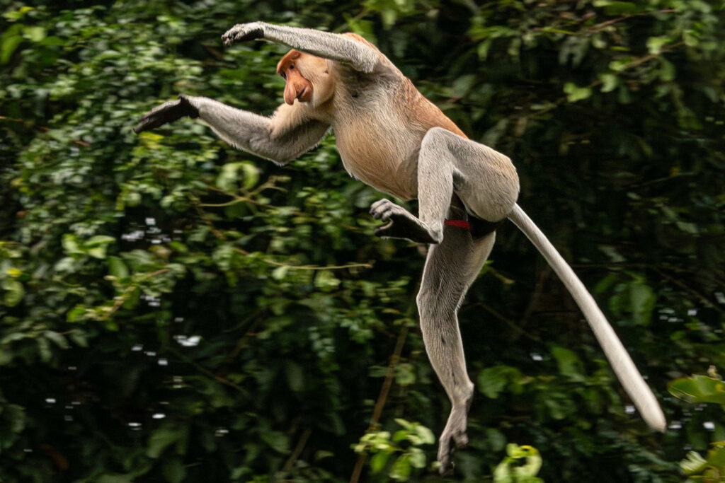 Borneo_Fotosafari_Malaysia_Fotoreise_014