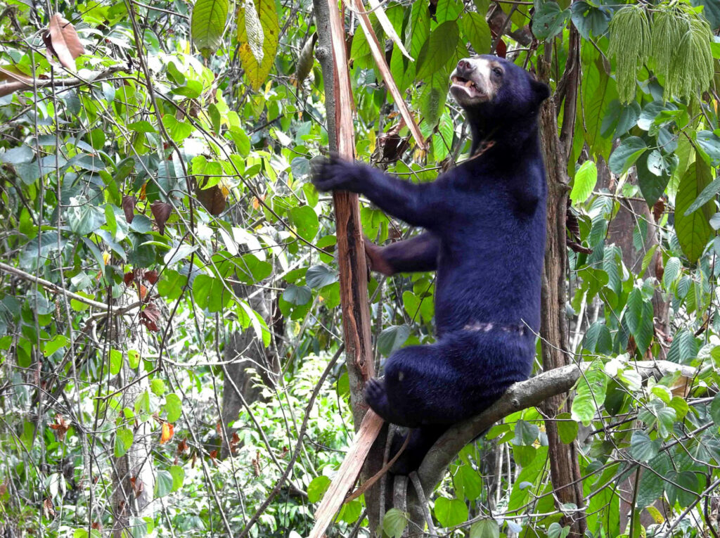 Borneo_Fotosafari_Malaysia_Fotoreise_017