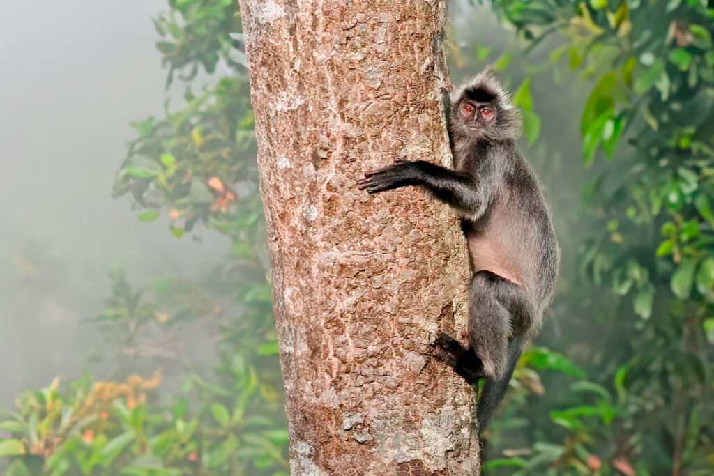 Borneo_Fotosafari_Malaysia_Fotoreise_018