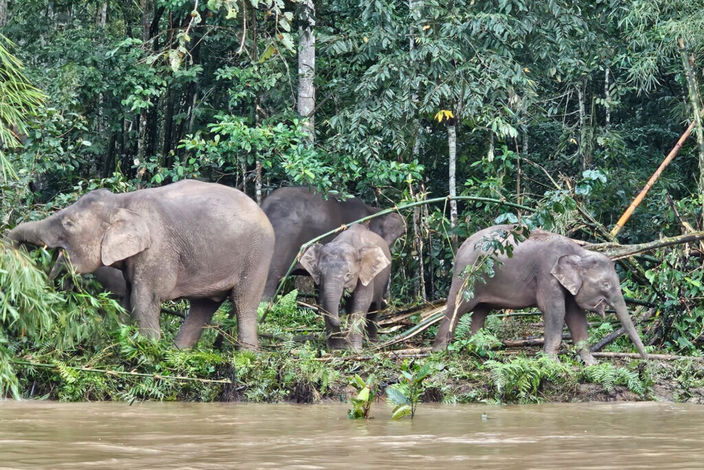 Borneo_Fotosafari_Malaysia_Fotoreise_019