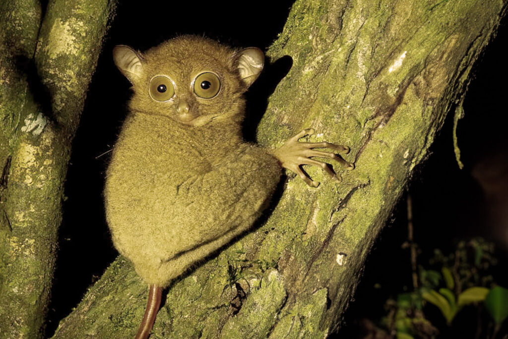 Borneo_Fotosafari_Malaysia_Fotoreise_023