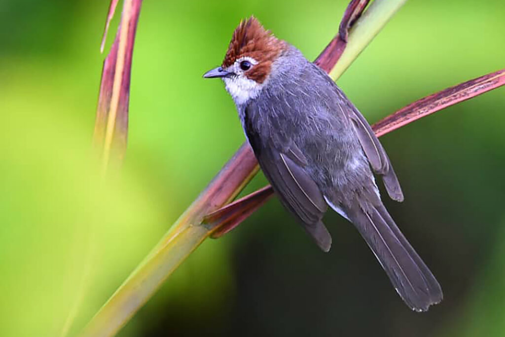 Borneo_Fotosafari_Malaysia_Fotoreise_024