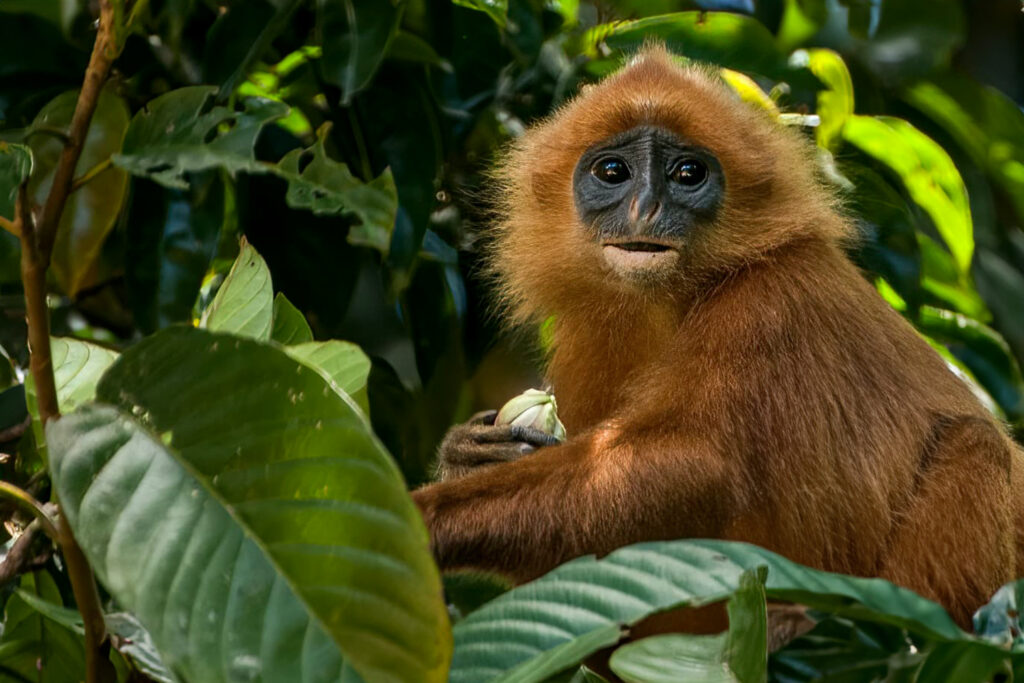 Borneo_Fotosafari_Malaysia_Fotoreise_025