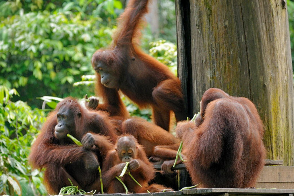 Borneo_Fotosafari_Malaysia_Fotoreise_030