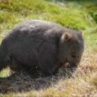 Ein Wombat nach dem anderen