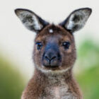 Kangaroos of the Kangaroo Island